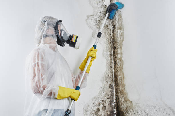 Mould Remediation and Cleaning